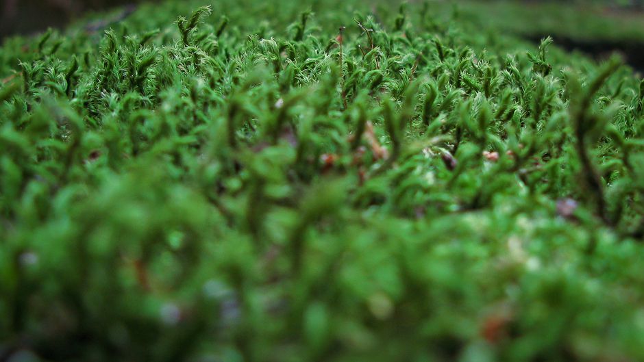 空中生態系:その正体、特徴と種類 - 空中生態系の動物