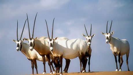 バハ・カリフォルニアの絶滅危惧動物 - 砂漠の魚 (Cyprinodon macularius)