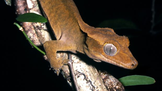 海面上昇によりアメリカでサボテン種が絶滅