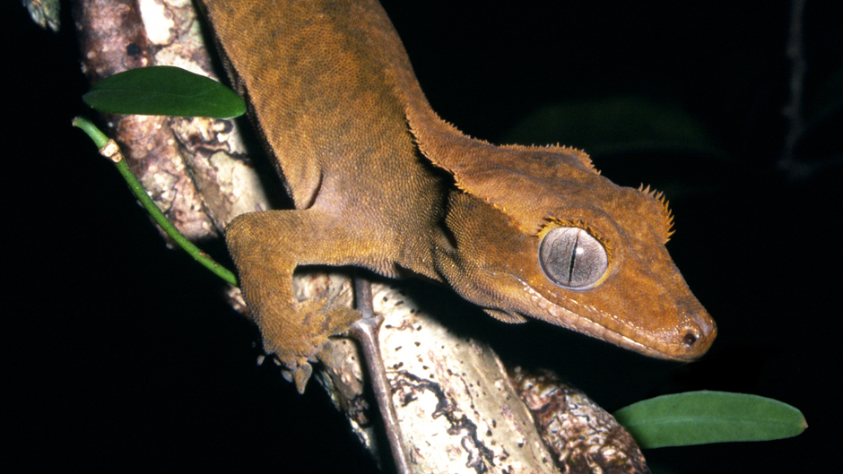 カナリア諸島で絶滅の危機に瀕している動物たち