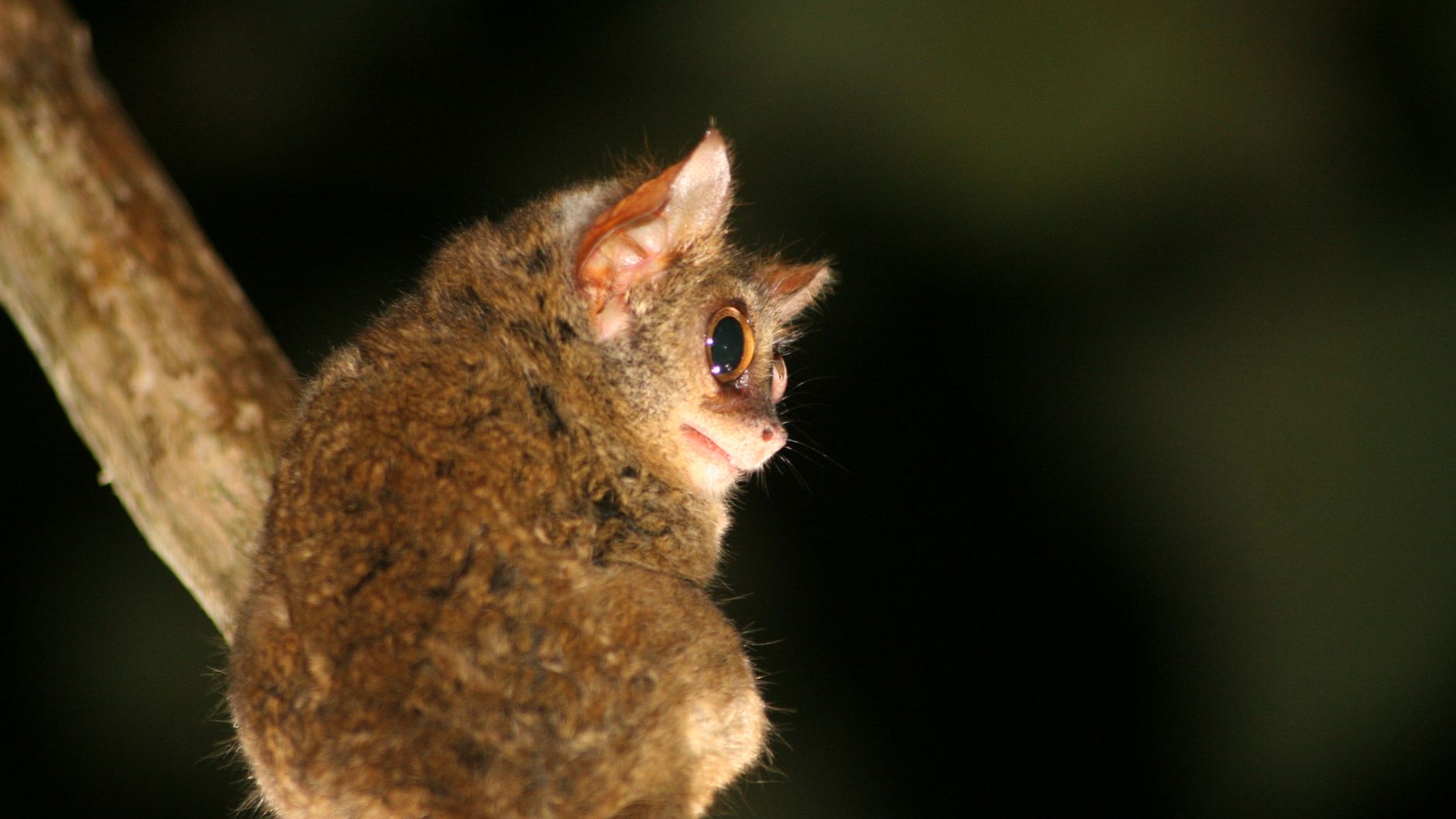 ウルグアイで絶滅の危機に瀕している動物 - セブンキールガメ