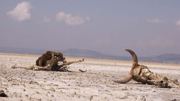 塩分の摂取は脳に驚くべき反応を引き起こす