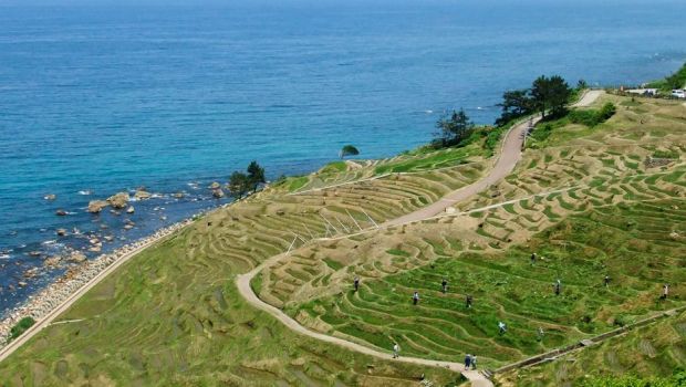 水族館に取り付けられた花瓶は、持続可能な装飾とモダンなデザインを保証します