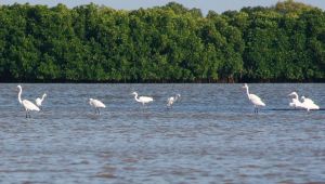コロンビアで絶滅の危機に瀕している植物 - チャヌルまたはフミリアストルム・プロセラム