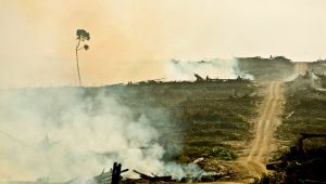 水槽内の藍藻 – 原因、結果、および治療法