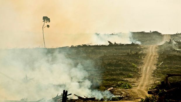 アルゼンチンにおける森林破壊: 原因と結果 - アルゼンチンにおける森林破壊の結果