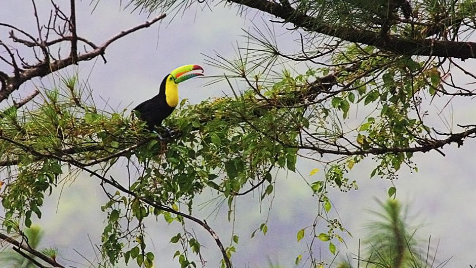 山岳生態系の特徴、動植物 - 山岳生態系の特徴