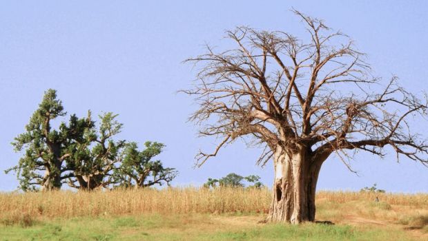気候変動は免疫の健康に影響を与えると研究が発表