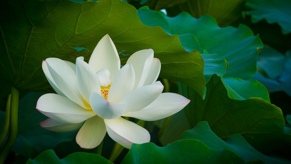 スペインの生物多様性 - スペインにおける生物多様性の重要性