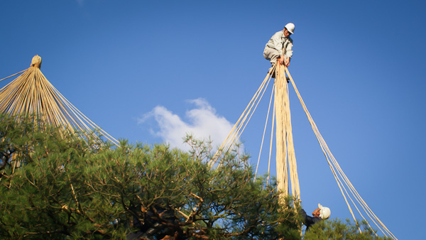 家を守る保護植物 - ラ・カレンデュラ