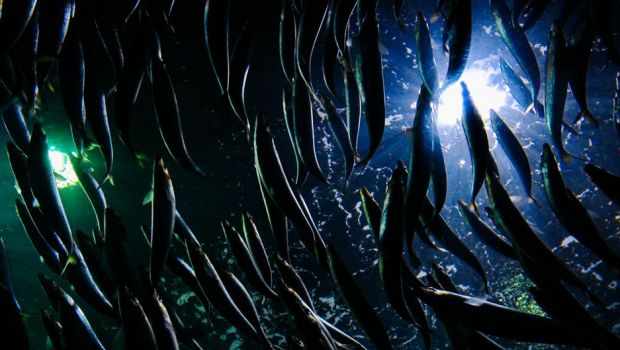 コロンビアの天然資源 - バナナ