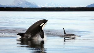 ラカンドナ ジャングル: 動植物 - ラカンドナ ジャングル: 絶滅の危機に瀕している動物