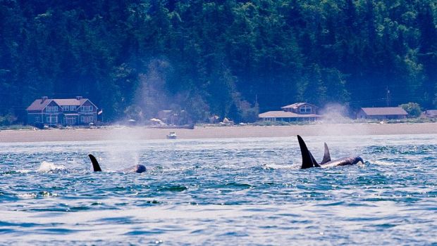 絶滅の危機に瀕している海洋ユニコーン、イッカクを紹介する