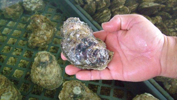 私たちは大気中に大量の二酸化炭素を放出しているため、これ以上木を植えても意味がありません