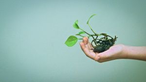 生態学的組織のレベル: その概要と例 - 生態学的組織のレベル 2: 人口 - 例付き