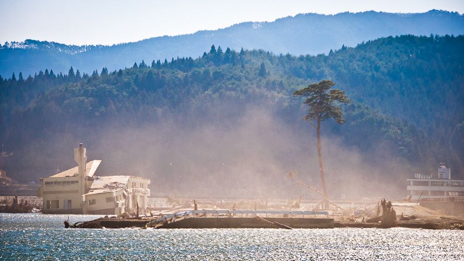 低光量を必要とする屋内植物