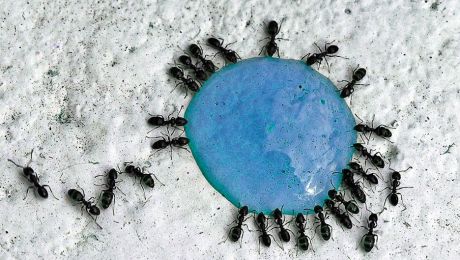 感情と感情: 違いを理解する (例付き)