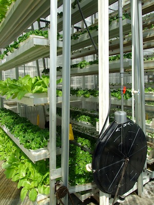 A Sky Green farm tower. Photo: Kalinga Seneviratne/IPS.