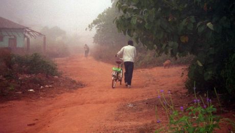 免疫力を高め、脆弱性症候群のリスクを軽減する果物