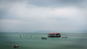 生態学的組織のレベル: その内容と例