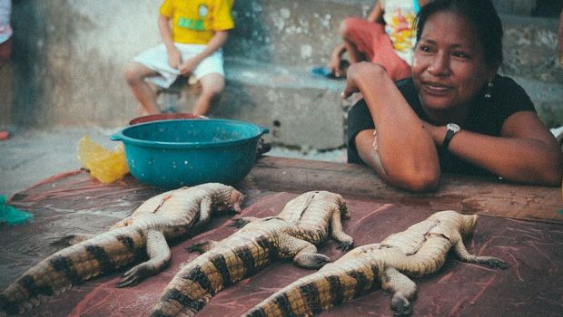 絶滅危惧種のサル - クロテナガザル (Nomascus concolor)