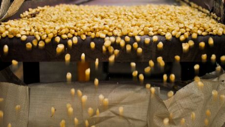 ミシオネラまたはパラナエンセジャングル:特徴、動物、植物