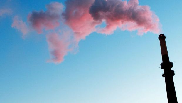 奇妙:額に歯のあるピューマが米国の科学者の興味をそそる