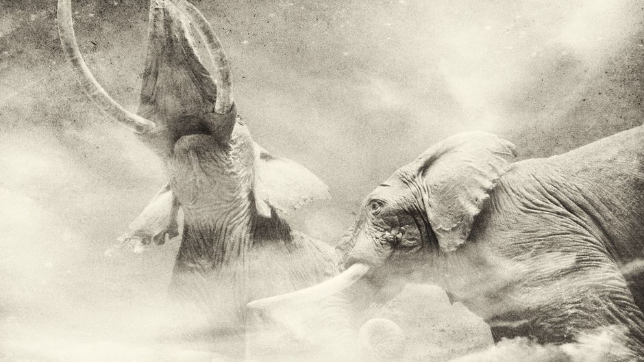 ヌエボ レオンの絶滅危惧種 - オオ聾唖トカゲ (Cophosaurus texanus)