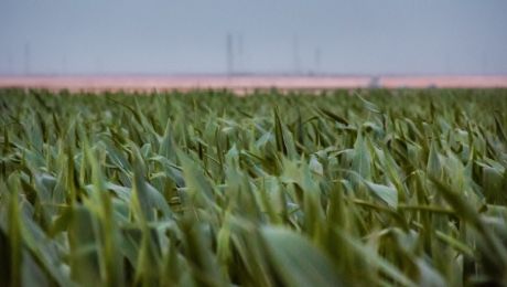 誰もが食べる果物は世界で最も健康的だと考えられています