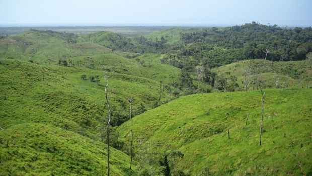 森林の種類 - 人間の影響による森林の種類