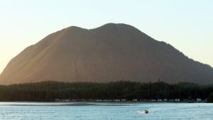 気候変動により絶滅の危機に瀕している動物 - 気候変動により絶滅の危機に瀕しているその他の動物