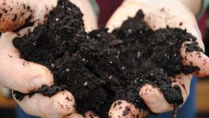 新型のT細胞は健康な細胞を維持しながらがん細胞を攻撃する