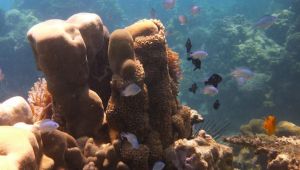 エコロジーガーデンの作り方 - 生物多様性を誘致する