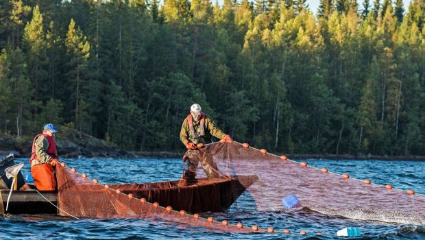 オランダ沖で漁師らが頭が2つあるネズミイルカを発見