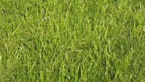 環境問題とその解決策 - リサイクルの不足