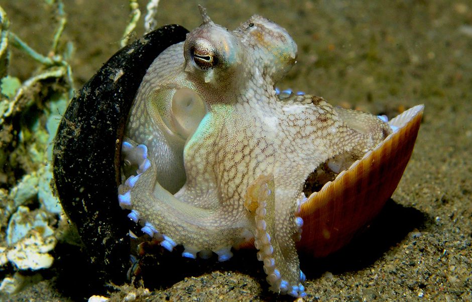 タコの種類 - 星を吸うコビダコ (Octopus wolfi)