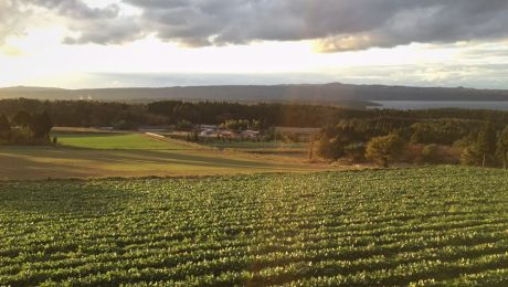 チロリアン・ハウンド – 黄金の心臓を持つ持続的な鼻