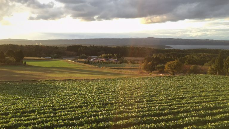 生息地と生態的地位の違い - 生息地と生態的地位の例