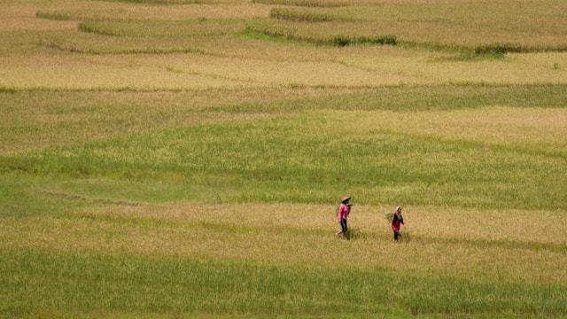 East Nusa Tenggara rice paddies