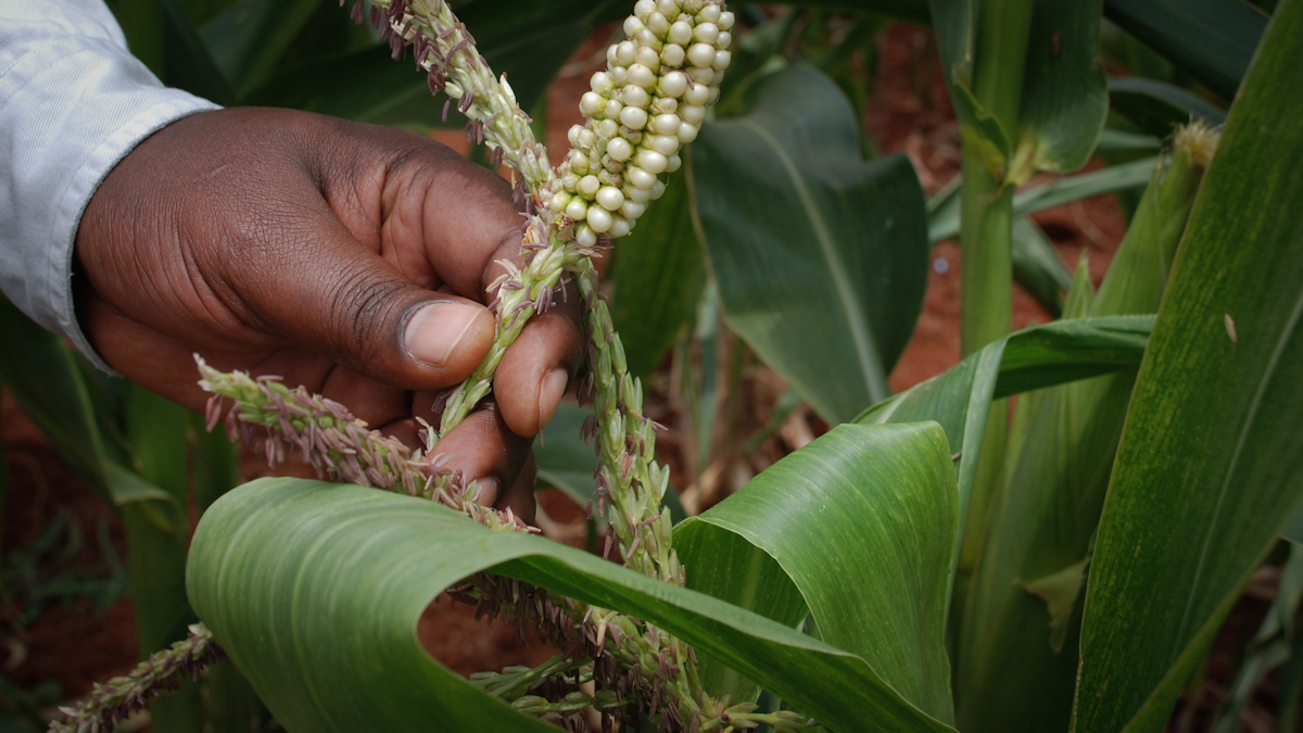 Are Transgenic Crops Safe? GM Agriculture in Africa ...