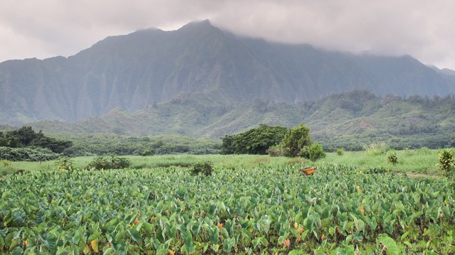 A Hawaiian Community Restores Traditional Land Use - United Nations ...